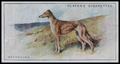 16 Greyhound